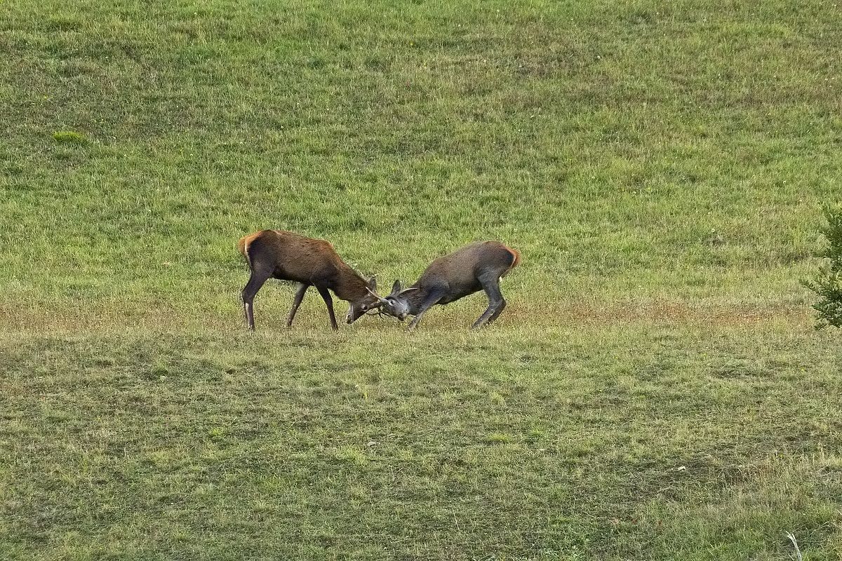 deer in combat (crop pushed)