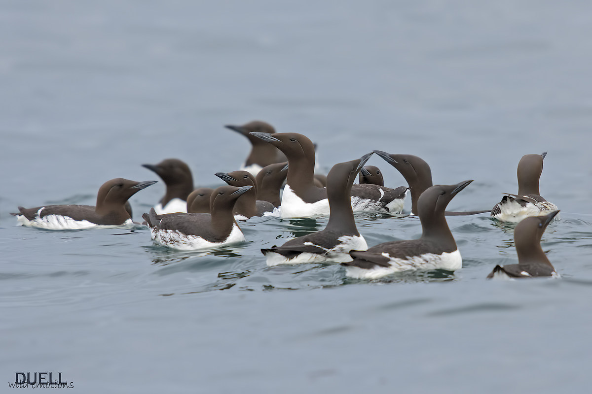 common murre
