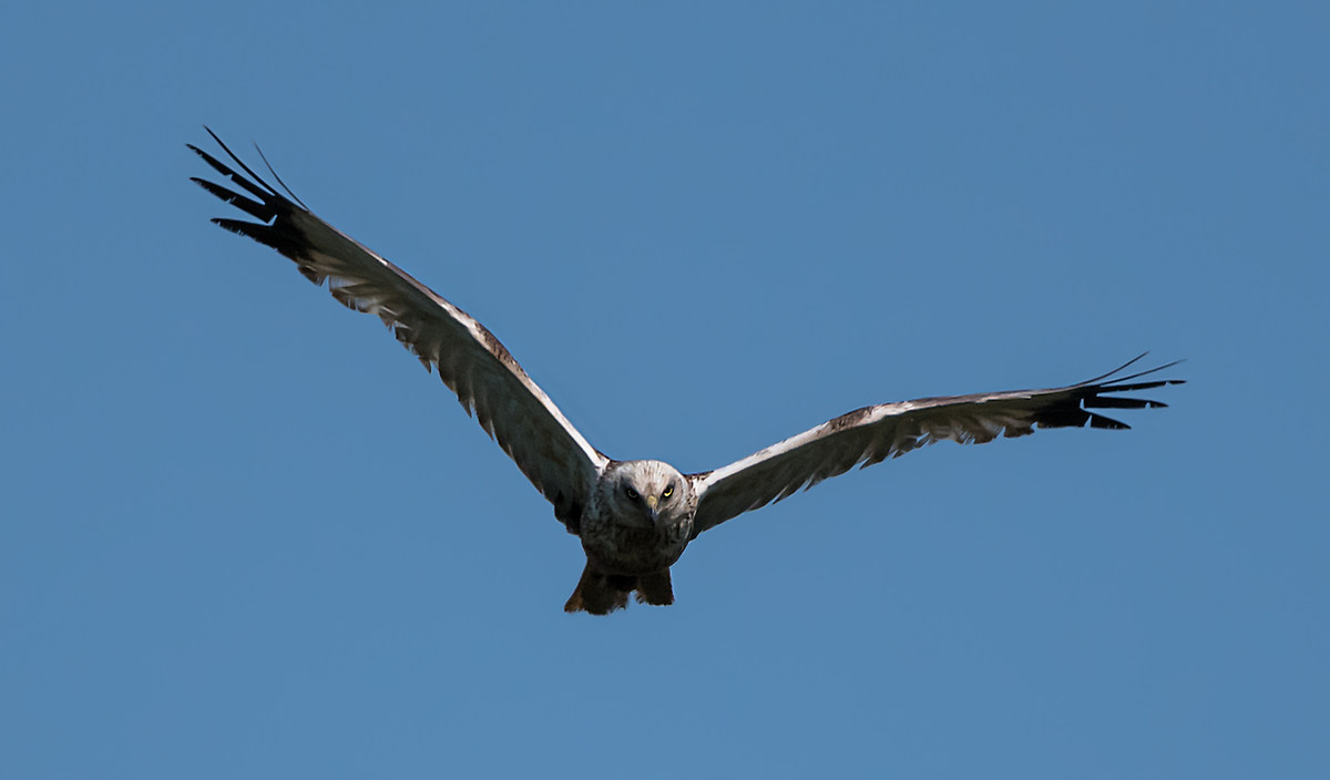 Falco di Palude a caccia