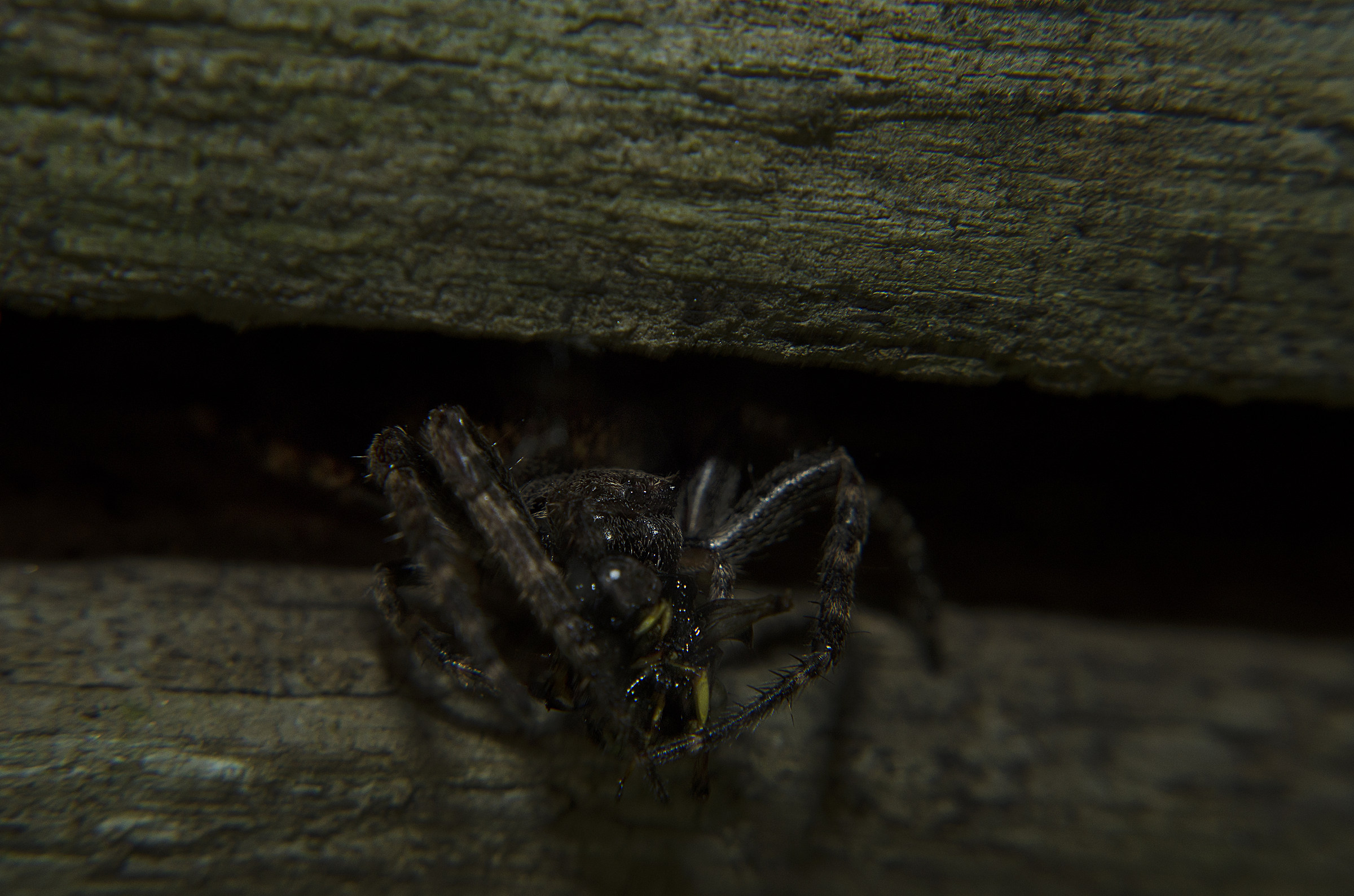 Predator in the Dark