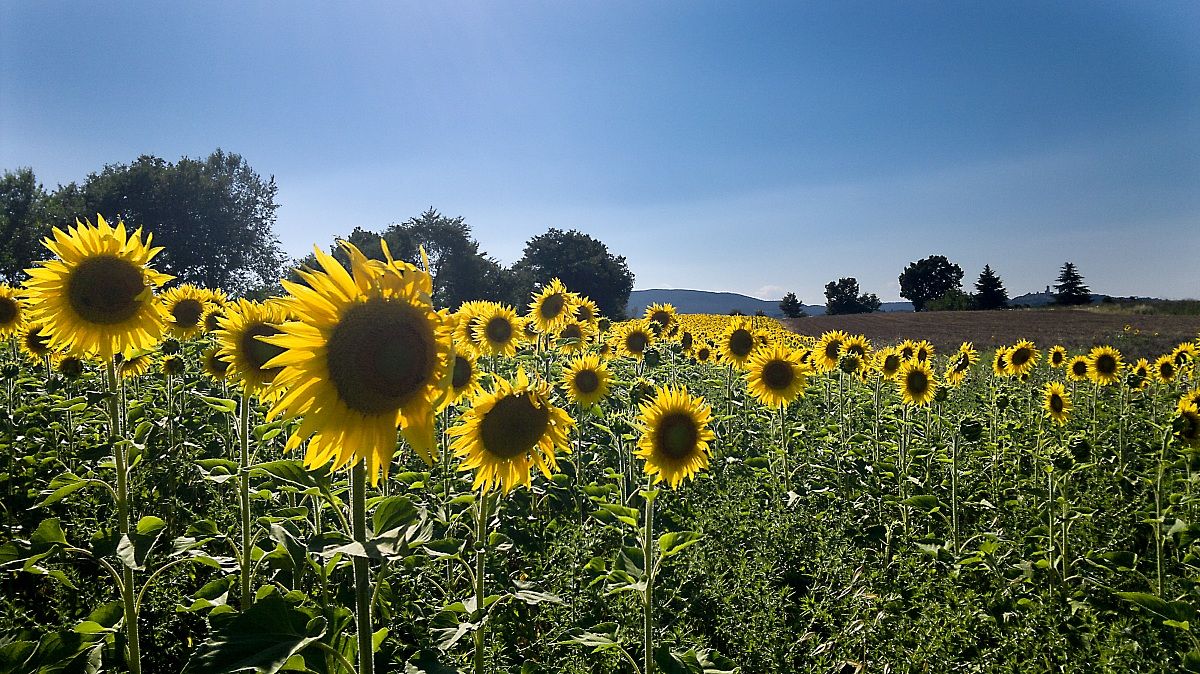 Sunflowers in San Gimignano
