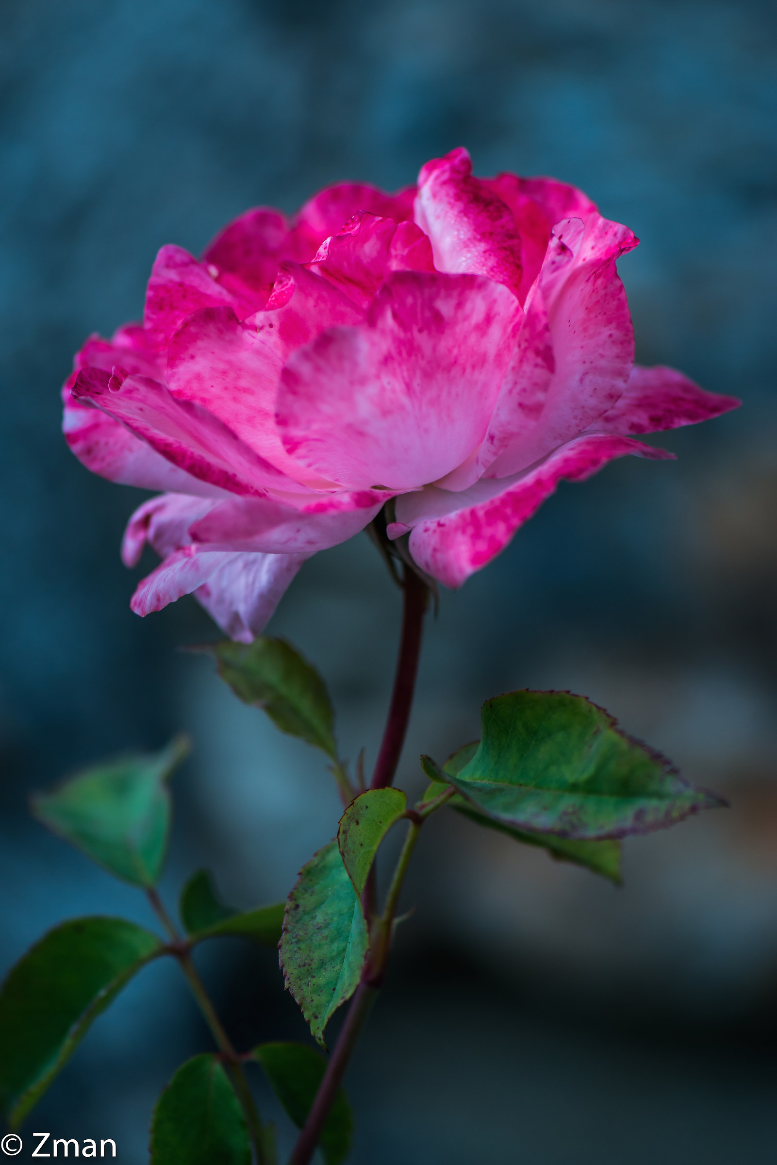 Pink Rose