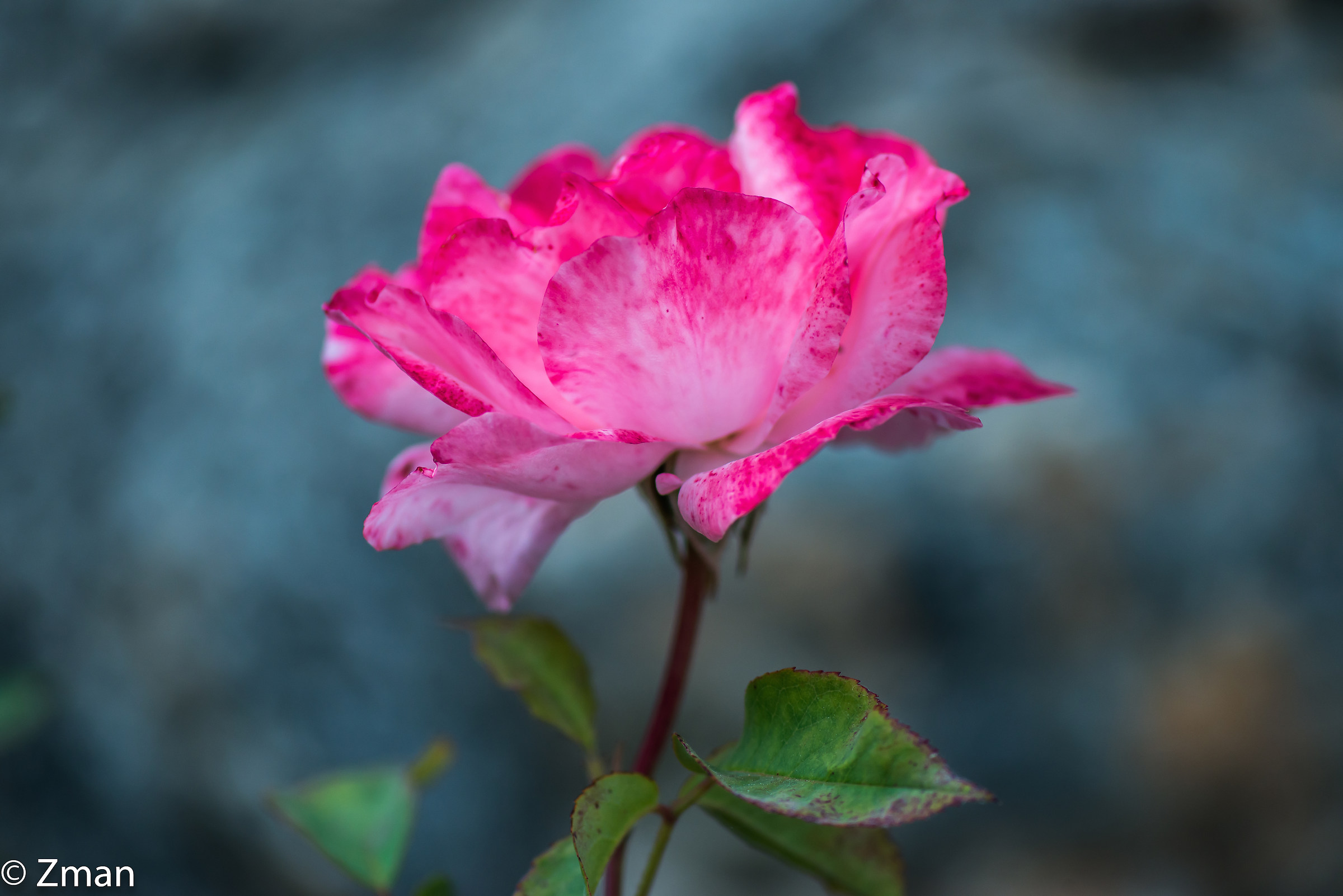 Pink Rose