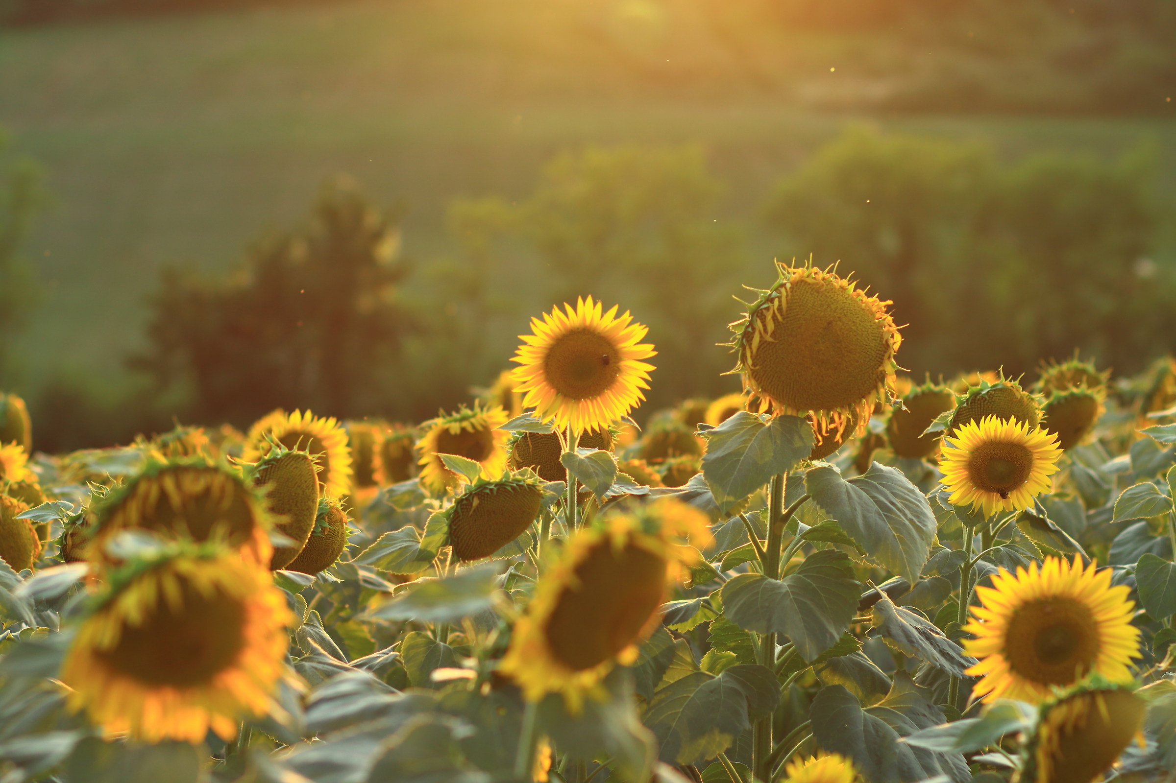 The sun kisses the beautiful