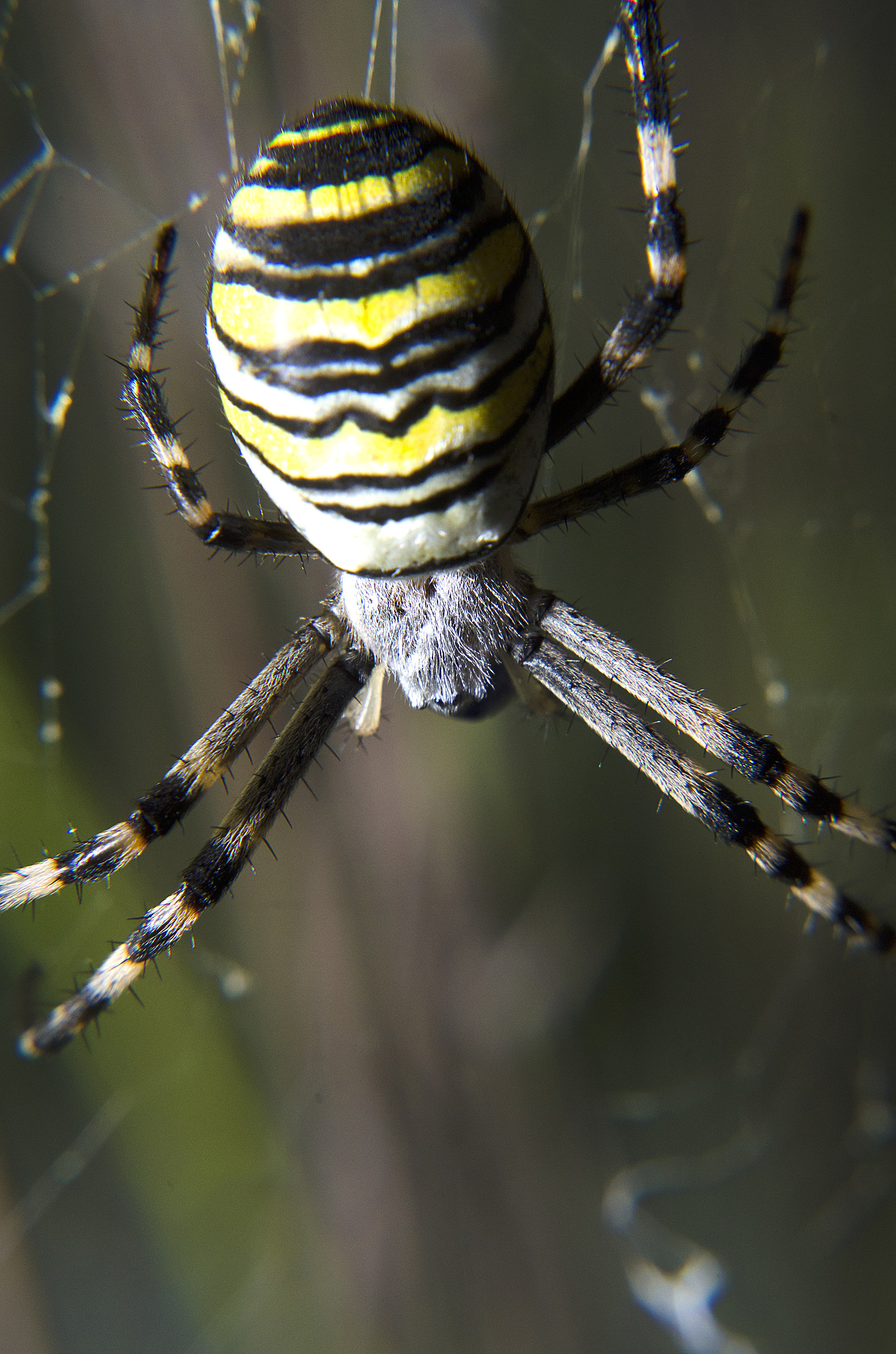 Spider with Striped Sweater