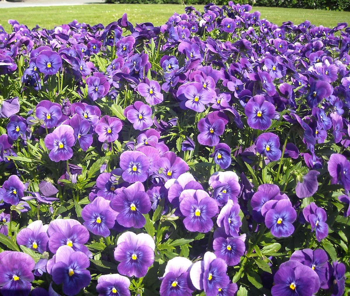 Fiori viola