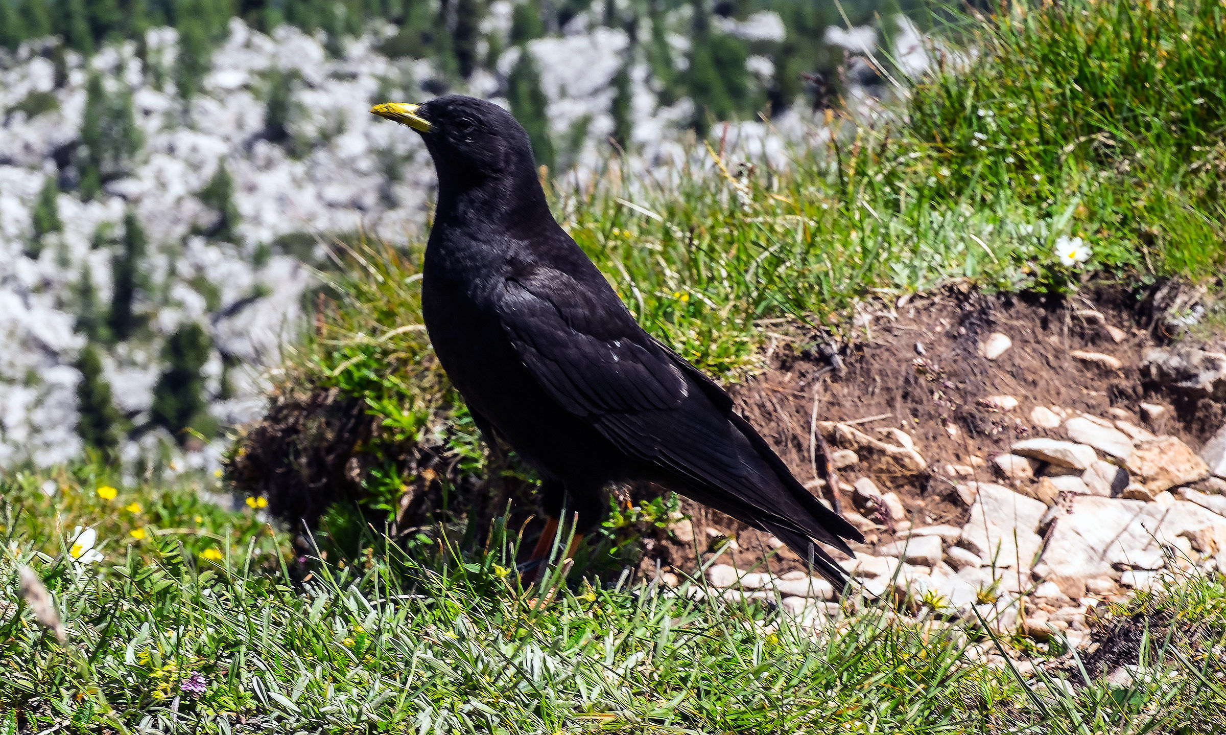 Atterrsggio sudden ...