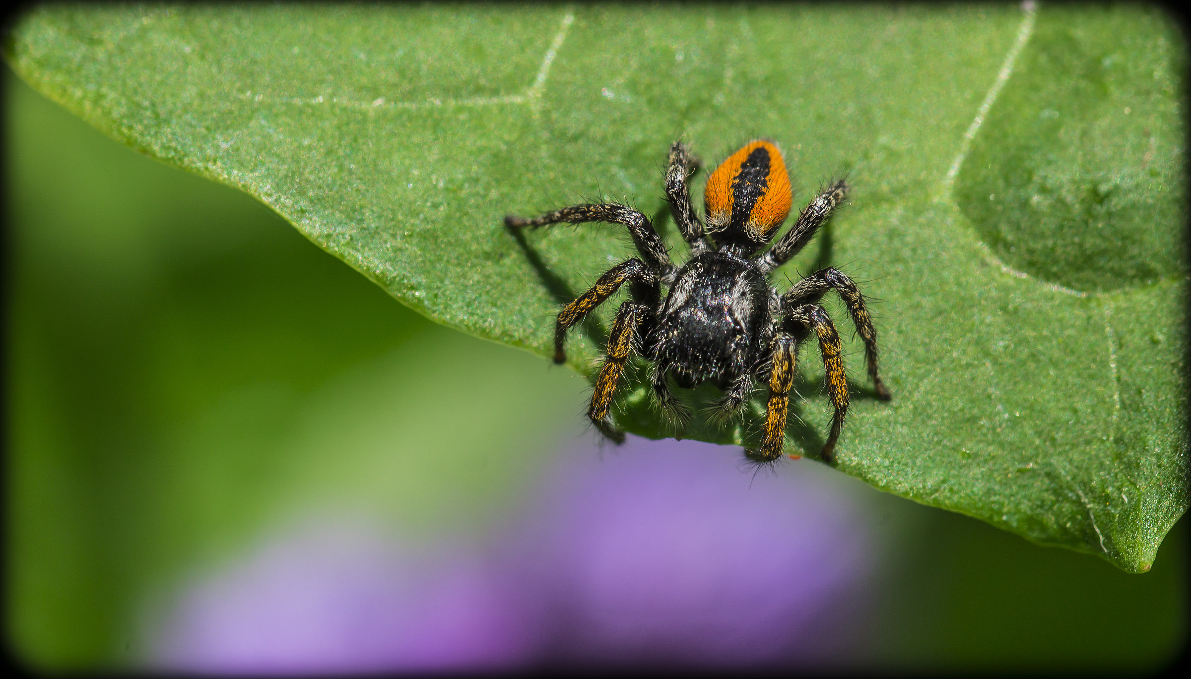 Jump Spider