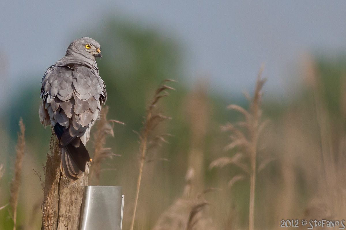 Albanella minore maschio (Circus pygargus)