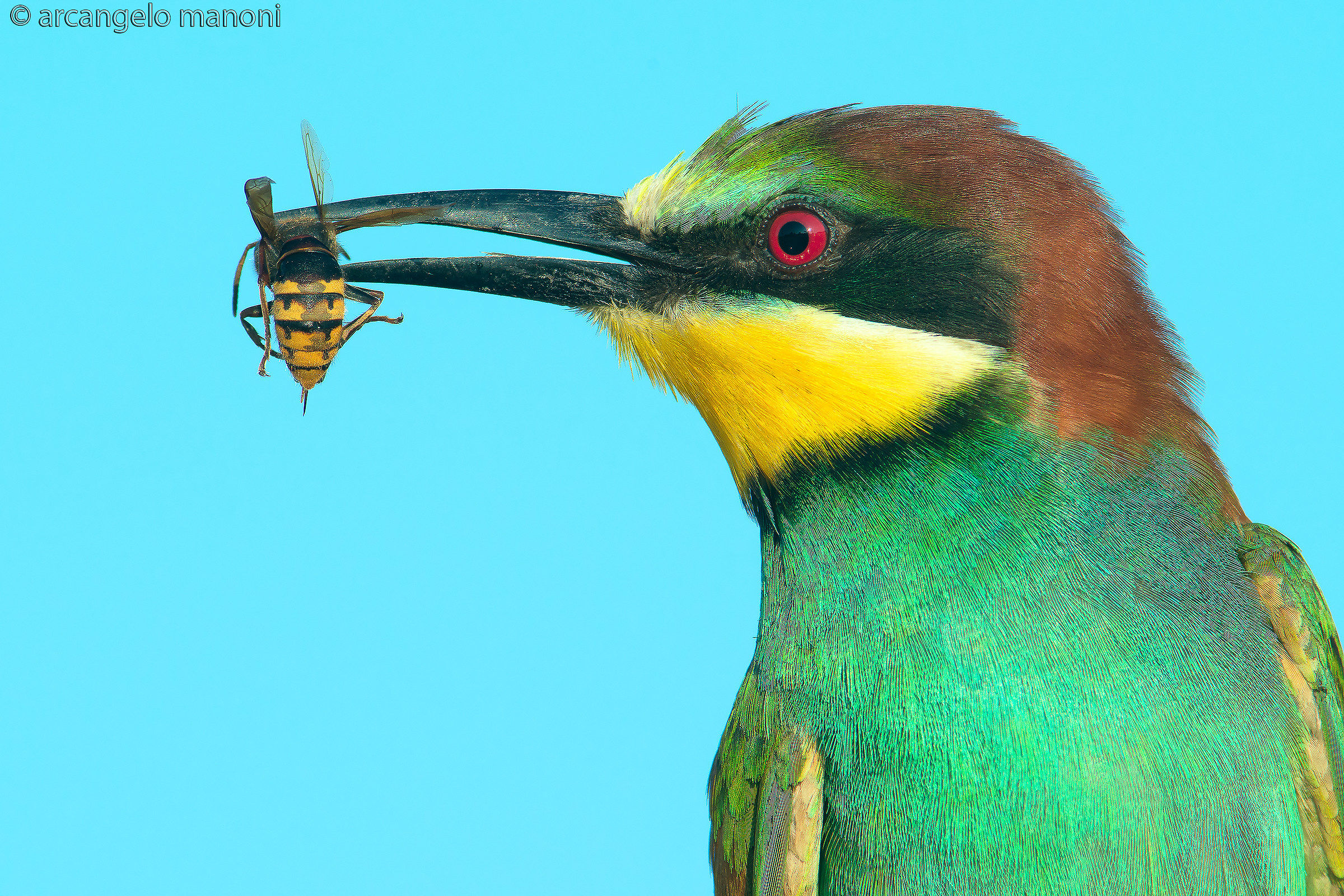 Un calabrone a colazione