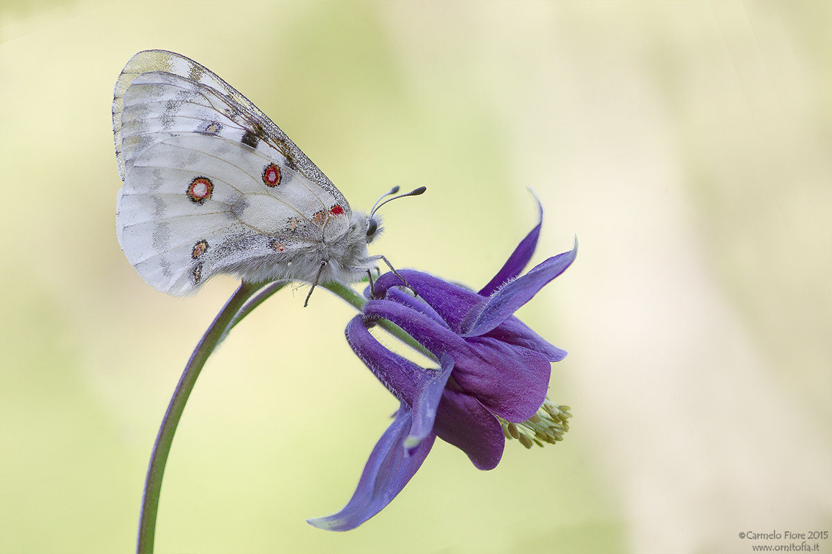 Parnassius apollo