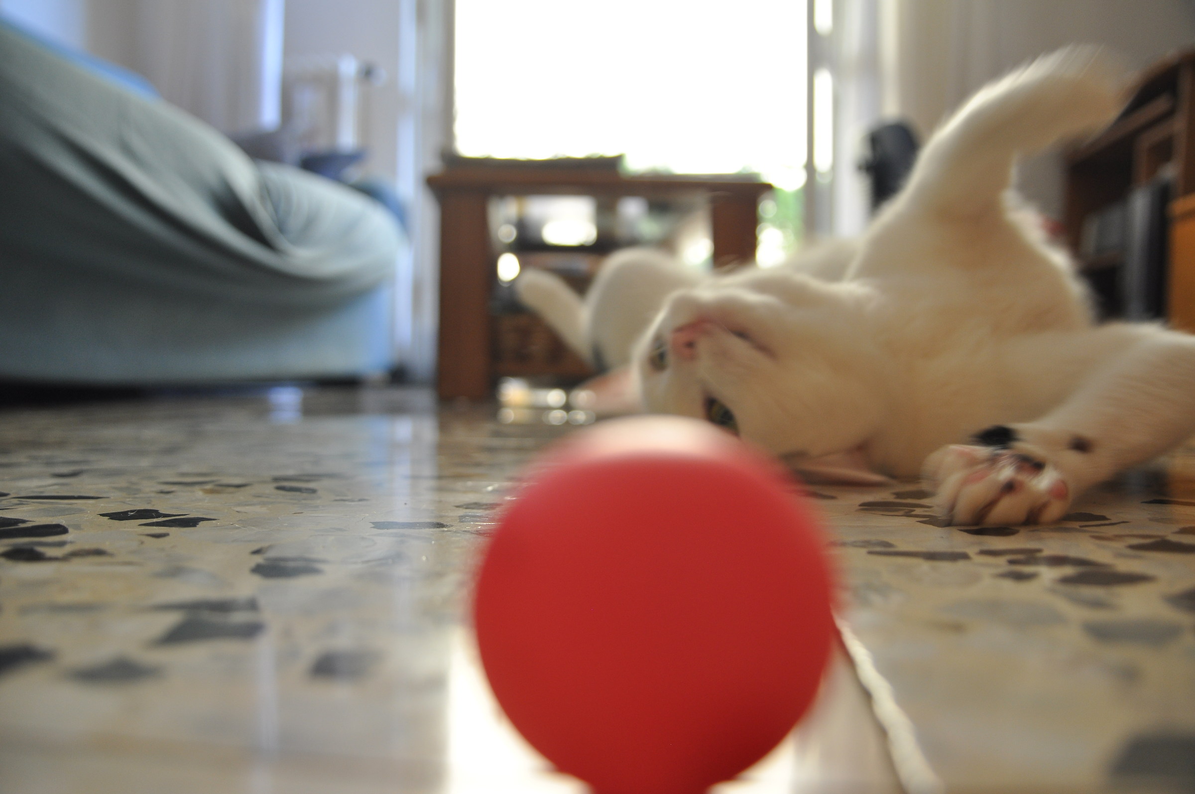 Playing with the Cat