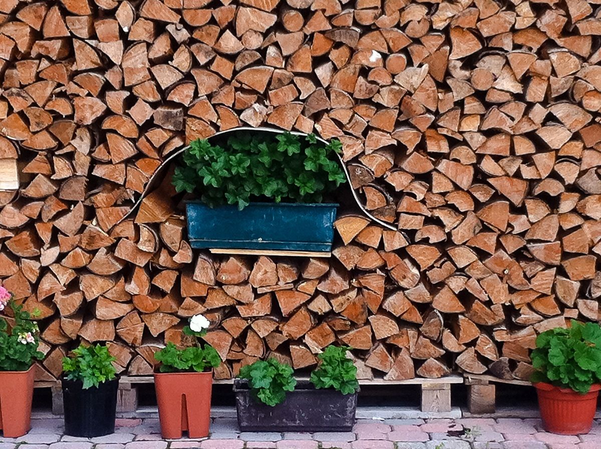 Plant embedded in the wood