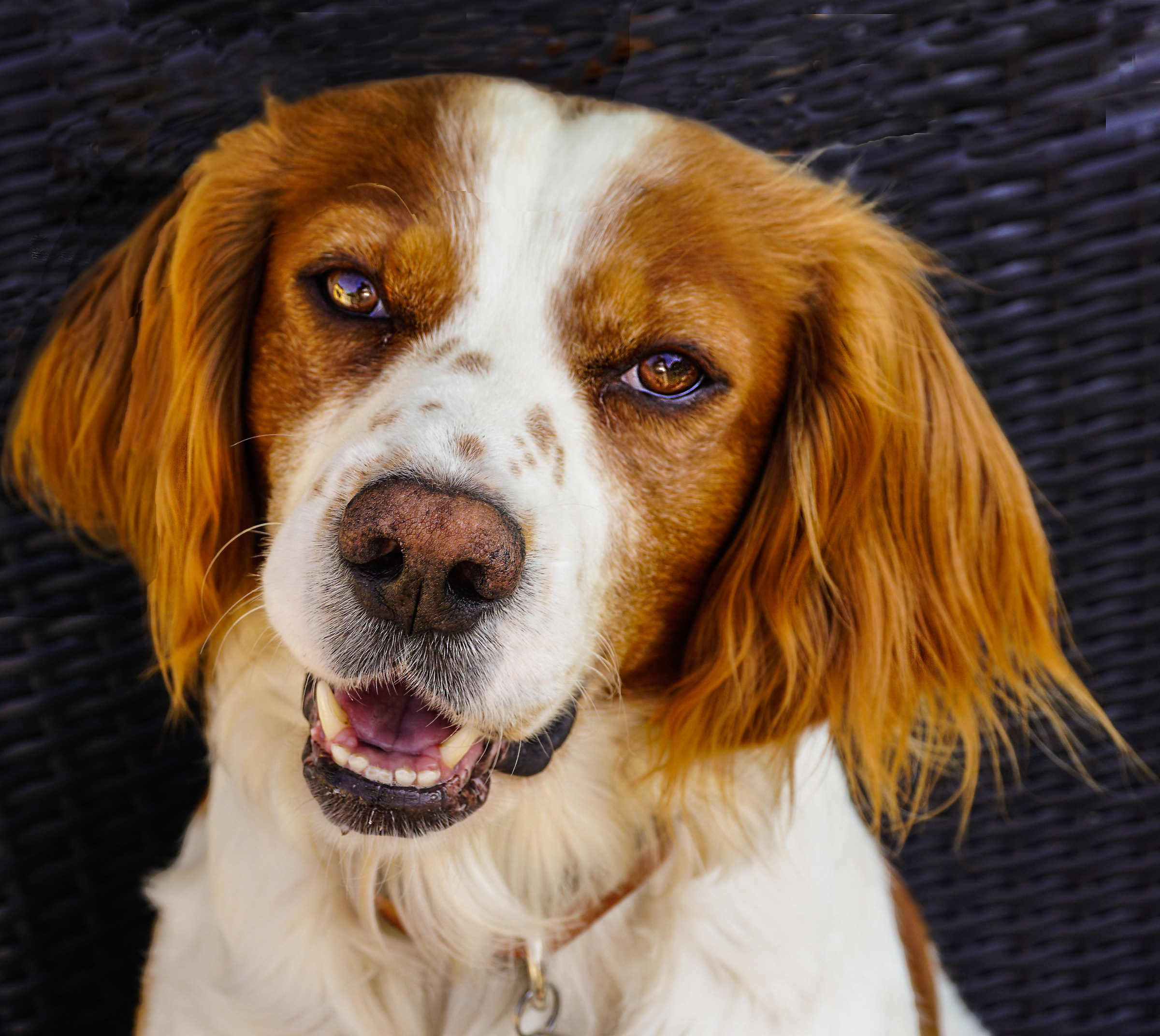 il mio bretone su sfondo scuro