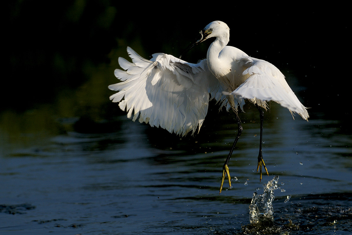 Egret