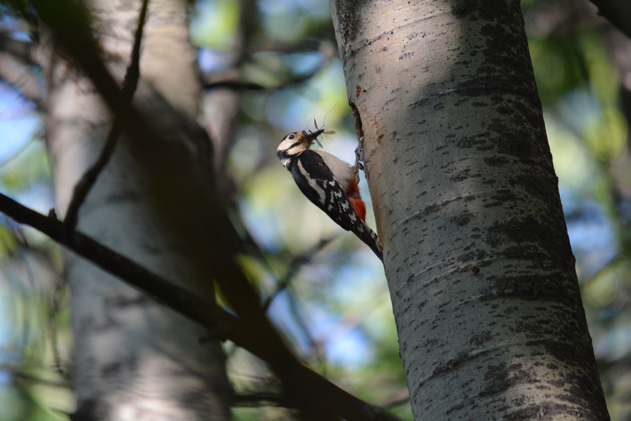 Woodpecker