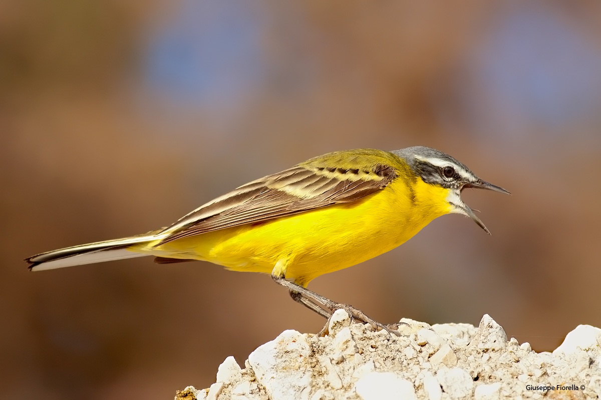 Yellow Wagtail