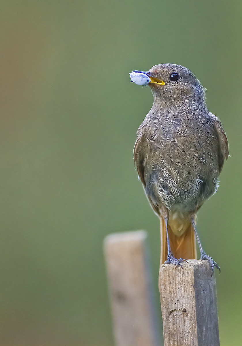 Chimney sweep Redstart Female
