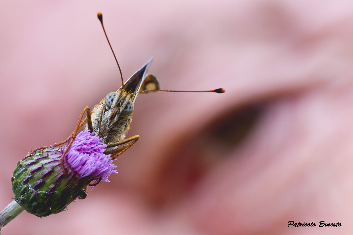 L occhio della farfalla e del fotografo