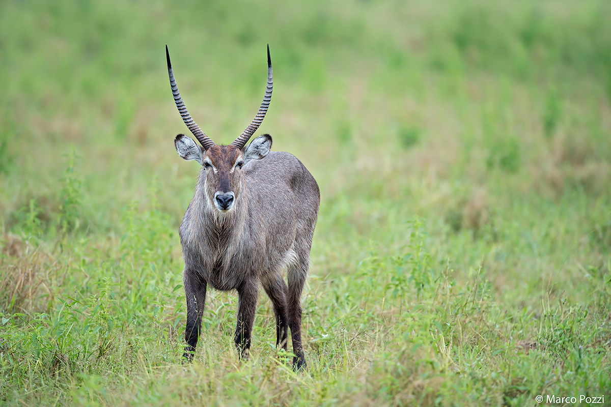 Waterbuck
