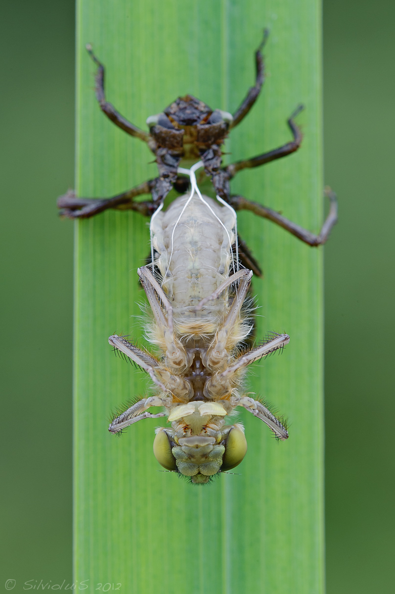 Dragonfly quadrimaculata