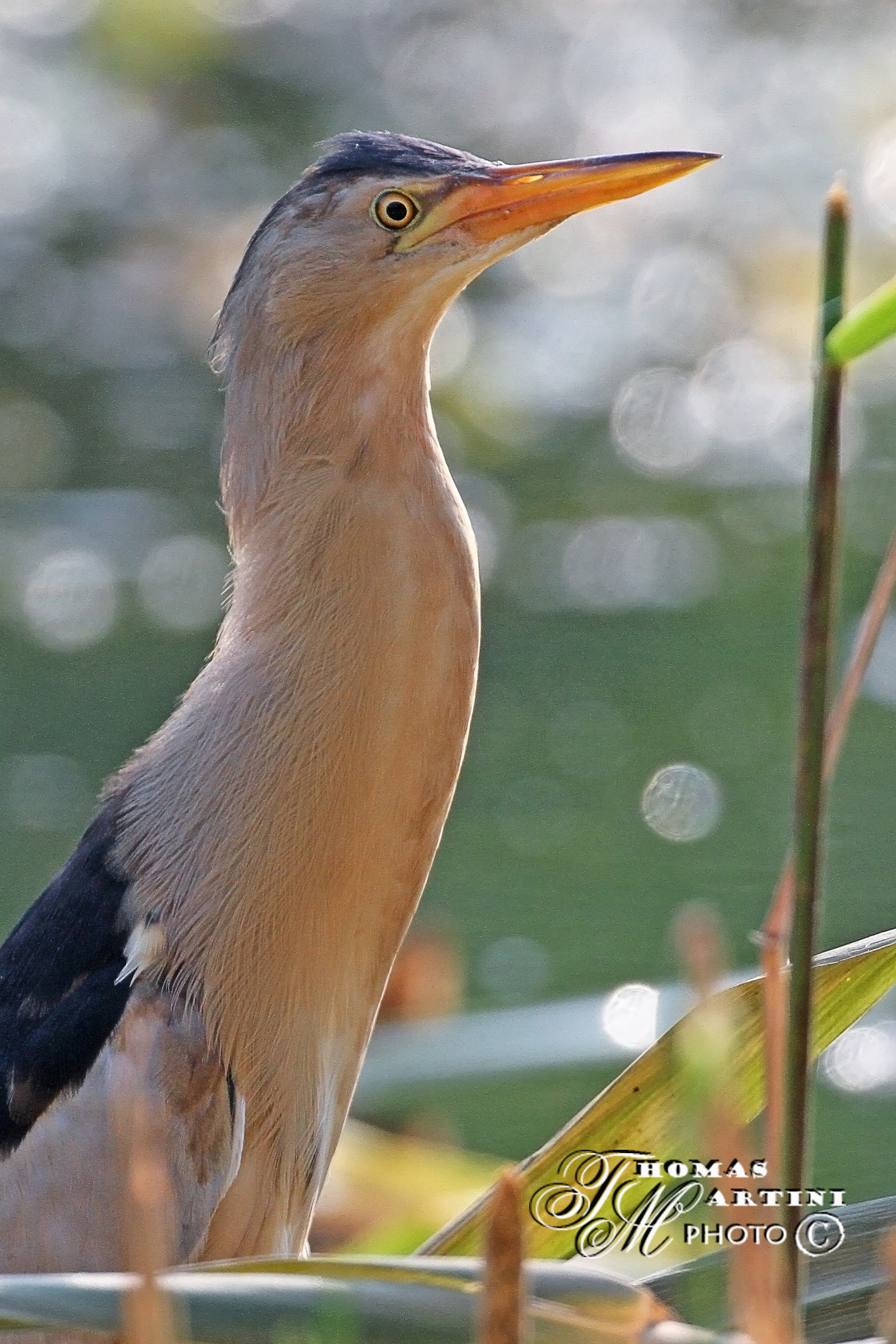 Tarabusino - Primo Piano