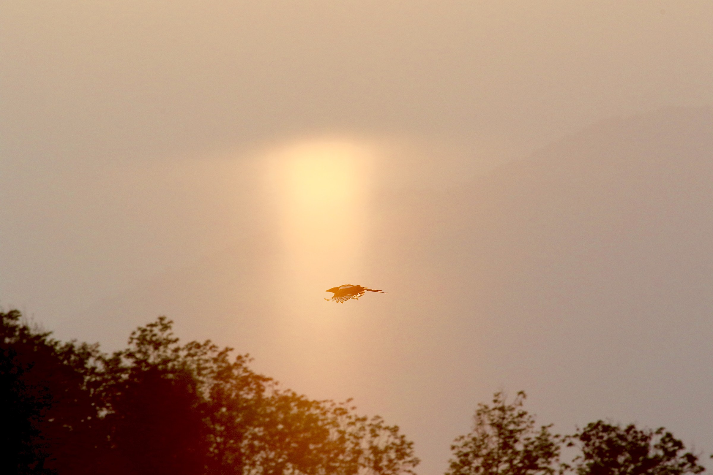 Under the rays of the Sun