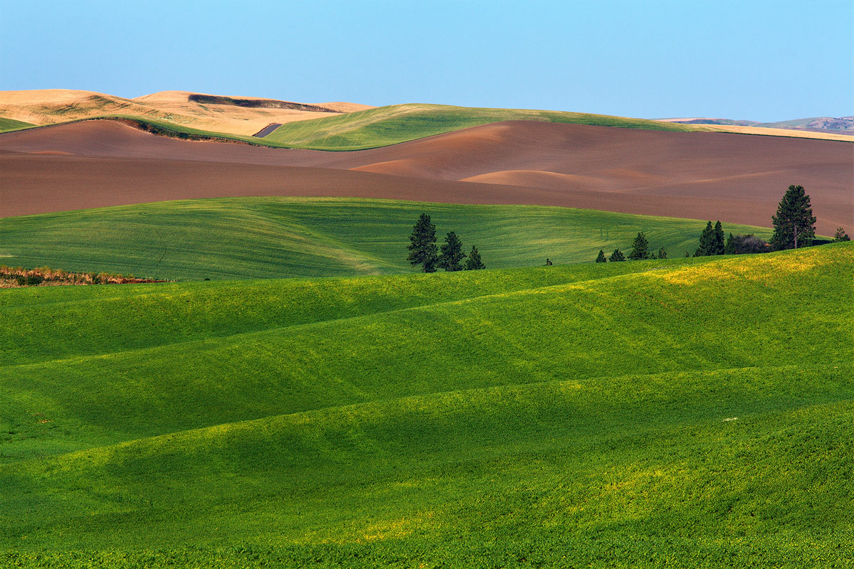 Palouse Hill