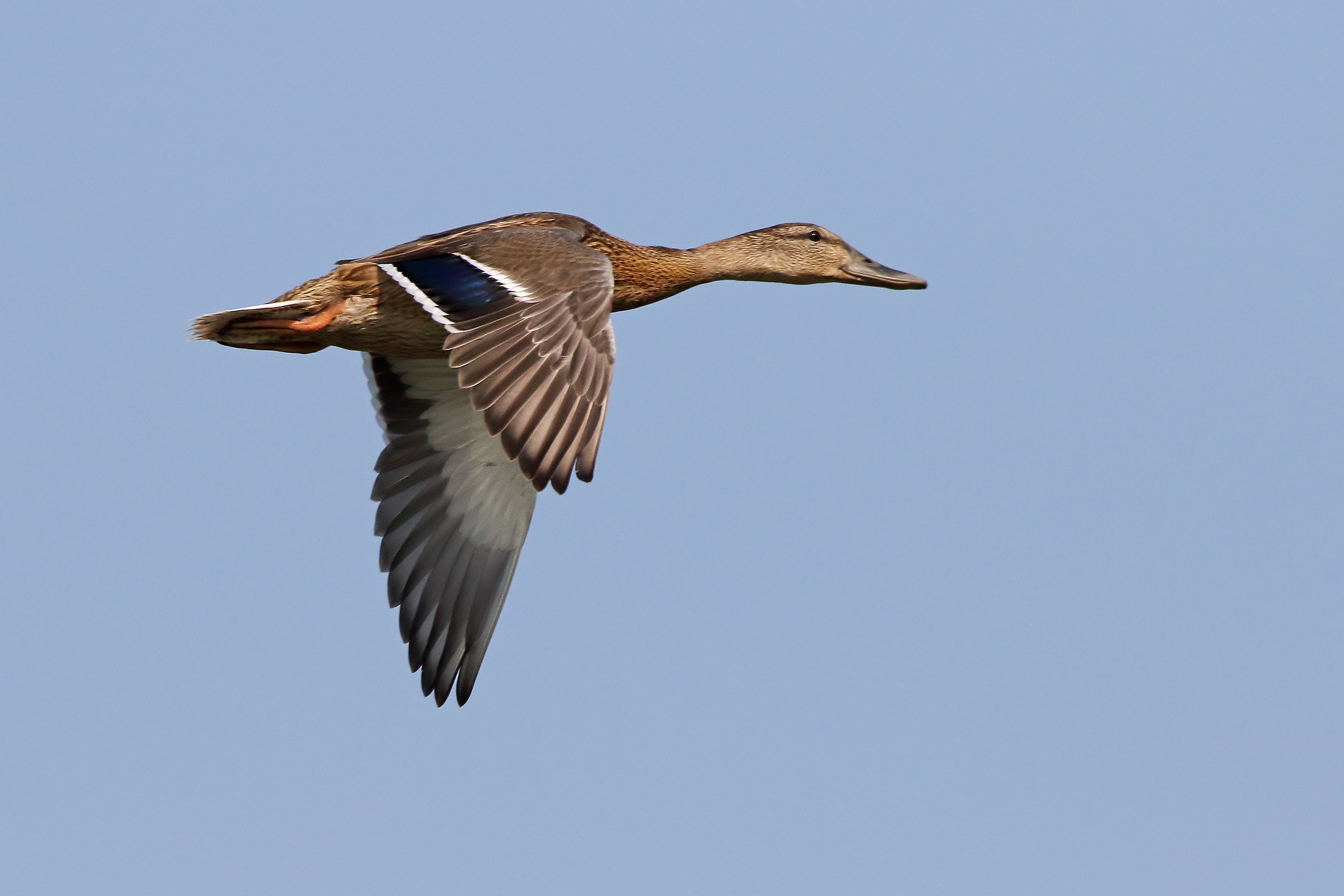 Germano reale femmina