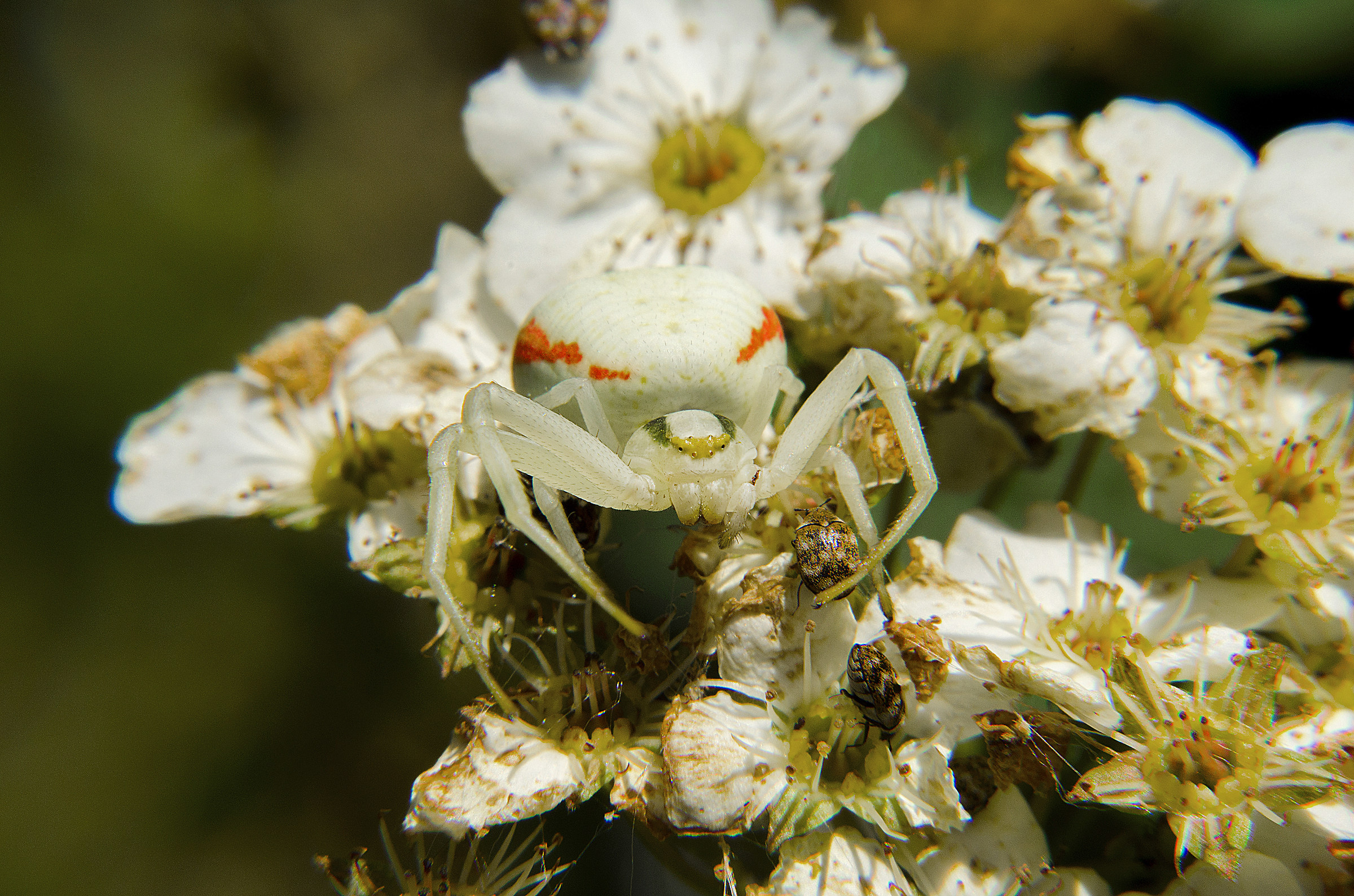 Misumena Vatia 2