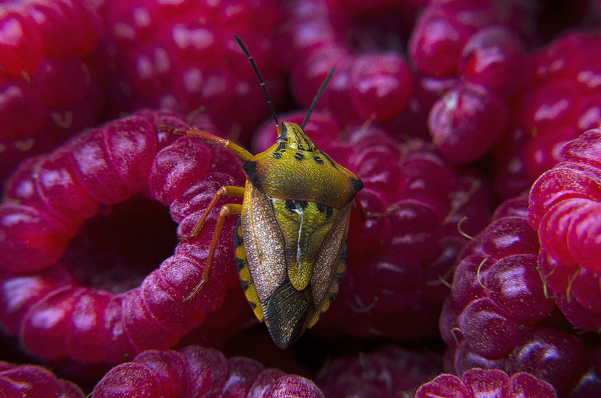 Bug and Raspberries