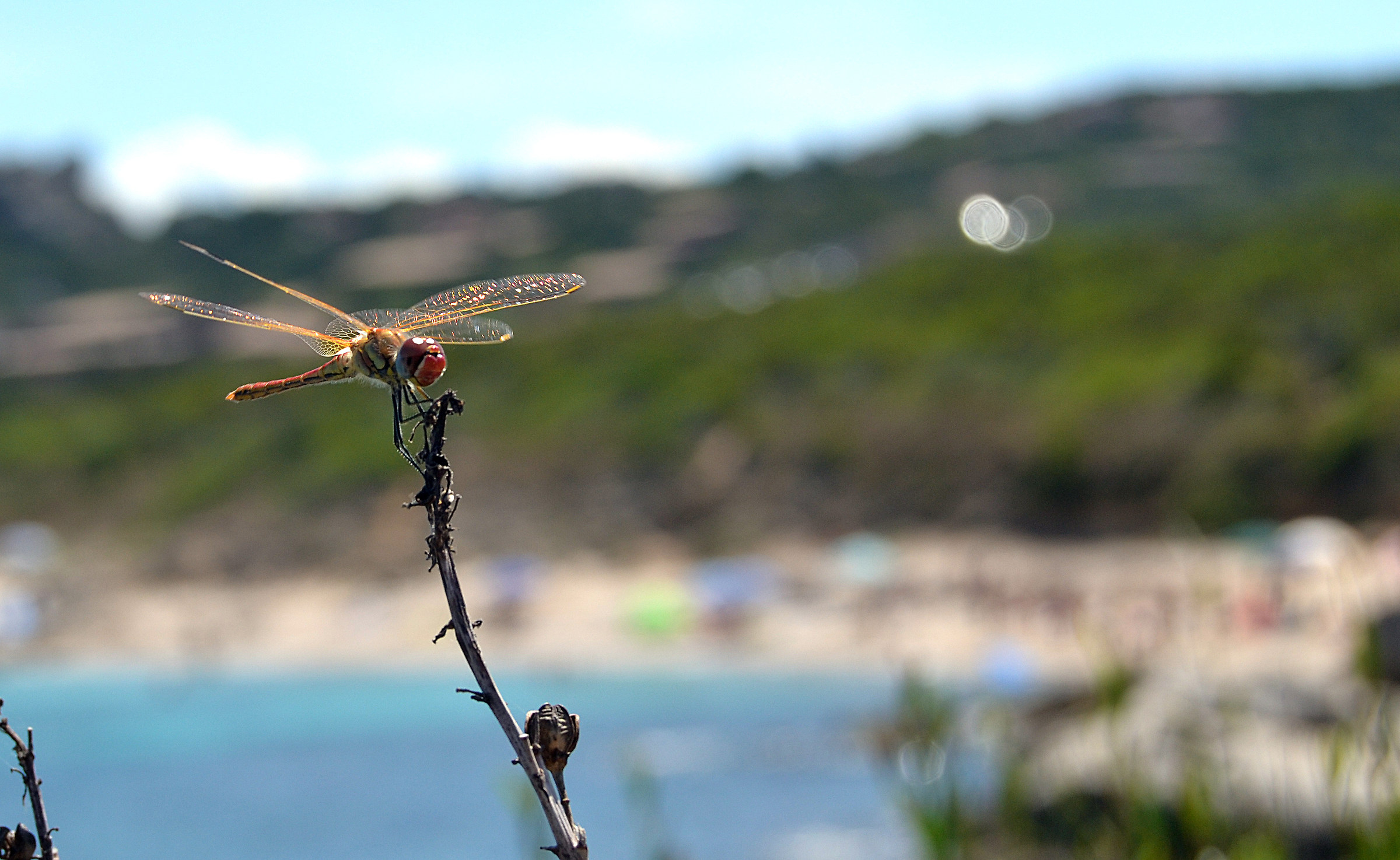 Dragonfly Sarda