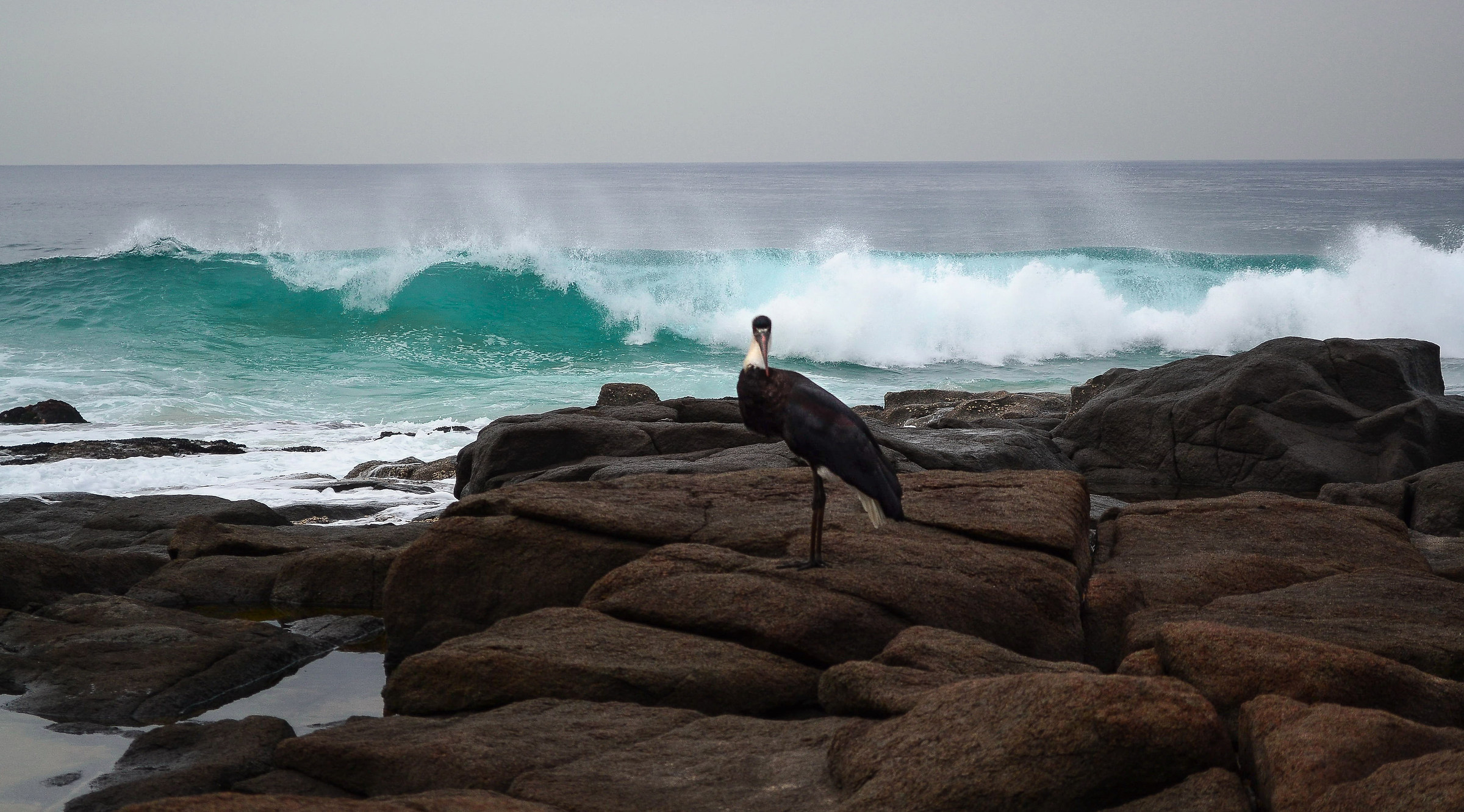 Indian Ocean and woolly-necked stork Ballito-South Africa