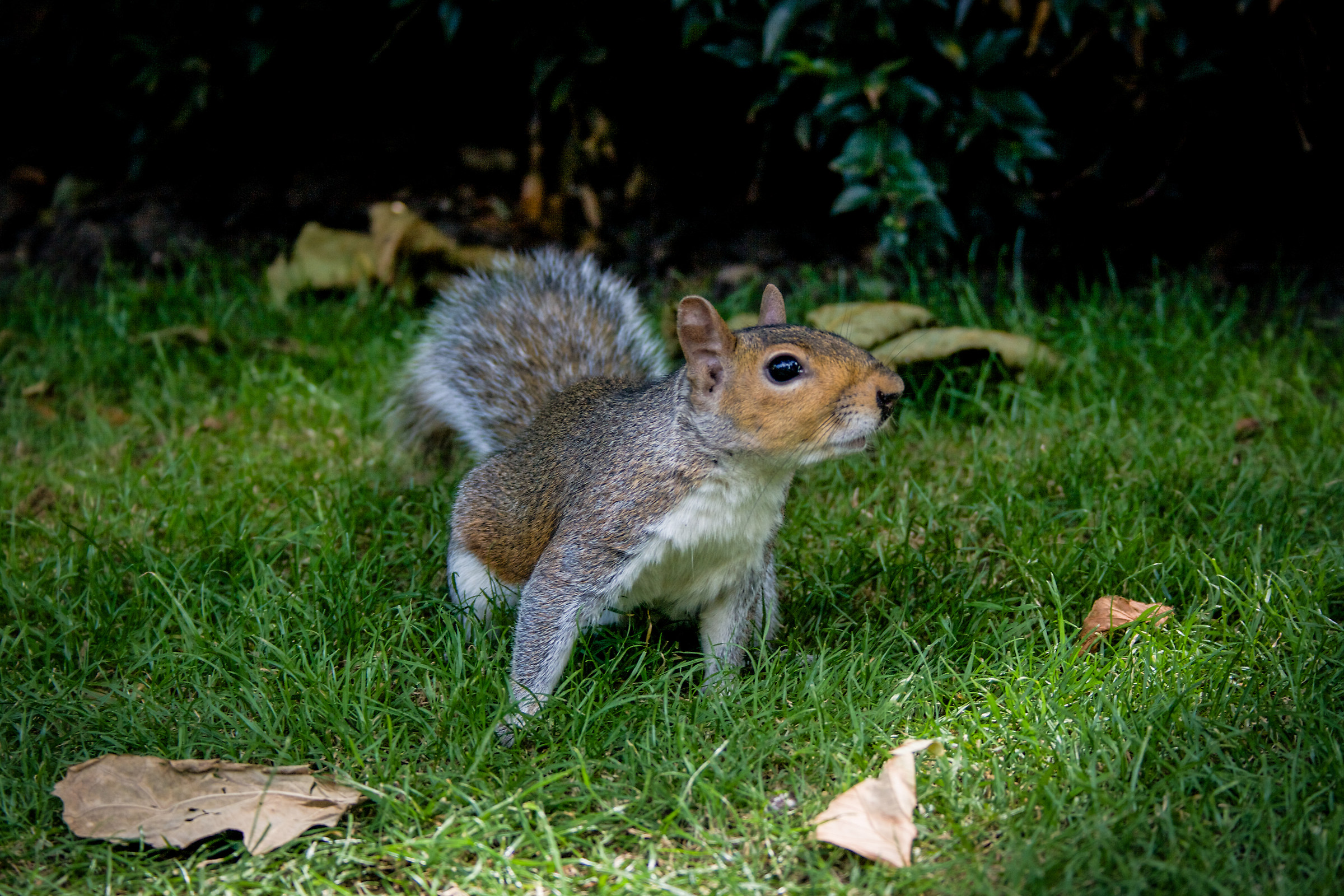 Look! A British squirrel!