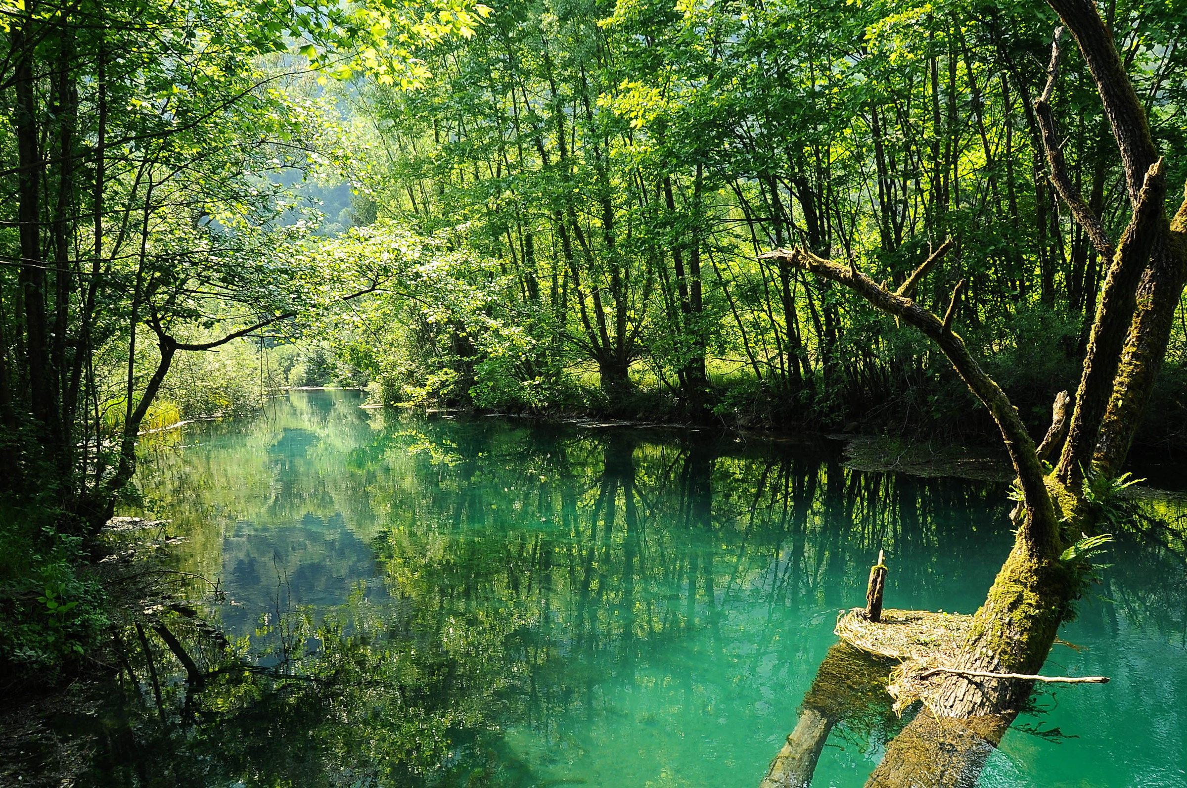 Risorgive del Livenza_1