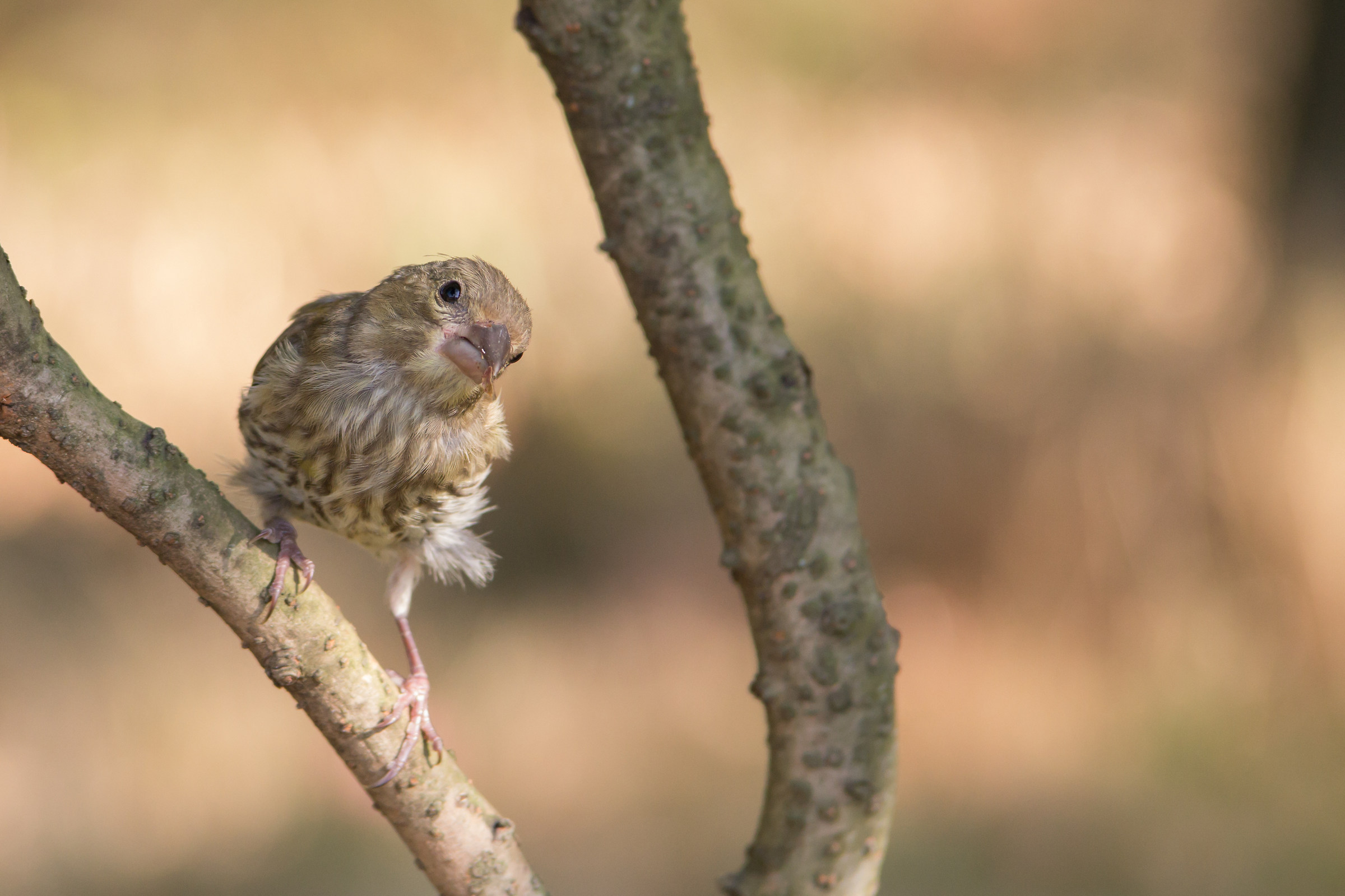 Perché mi guardi storto??