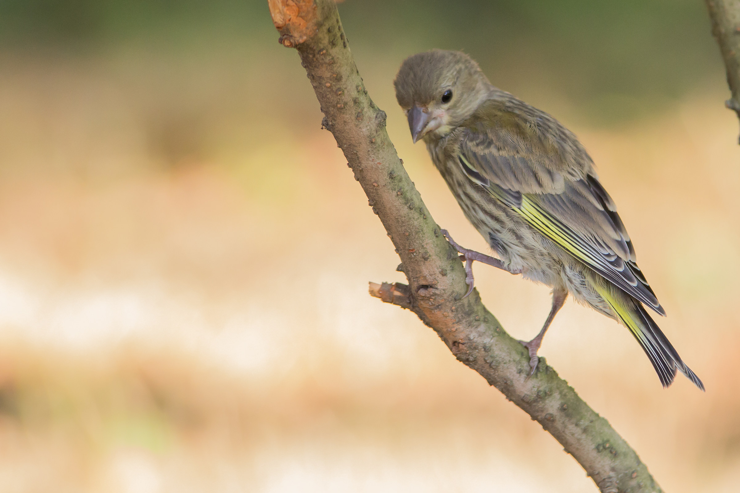 Peccato per la testa