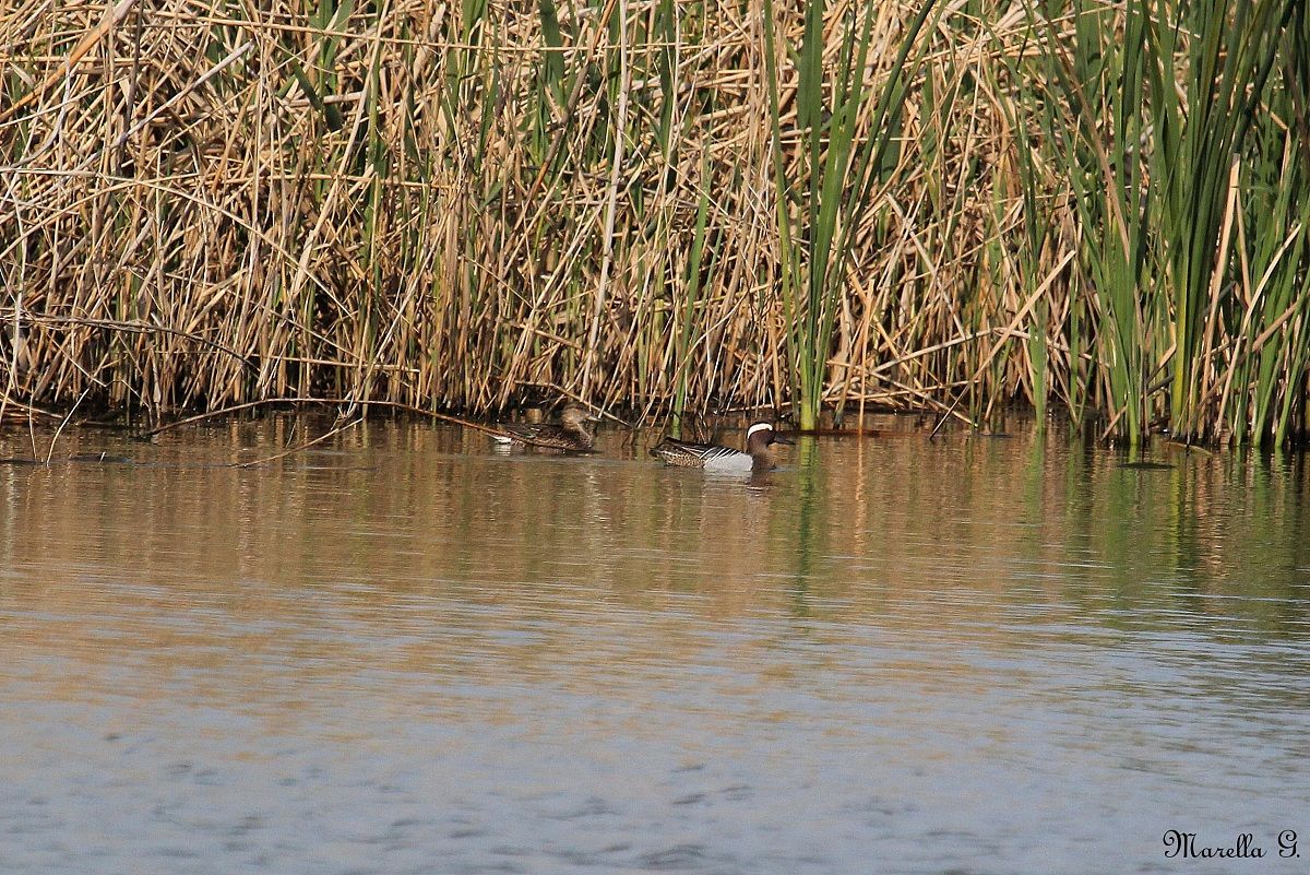 Garganey
