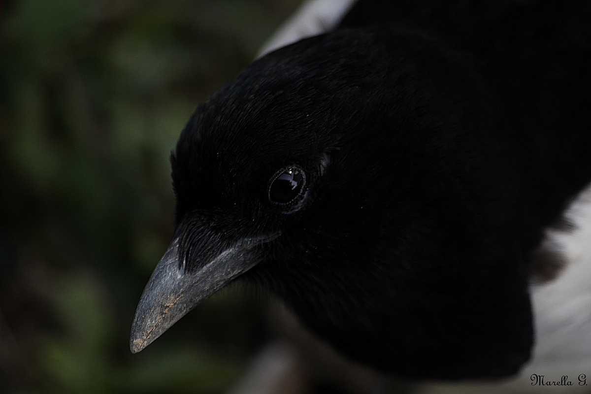 magpie