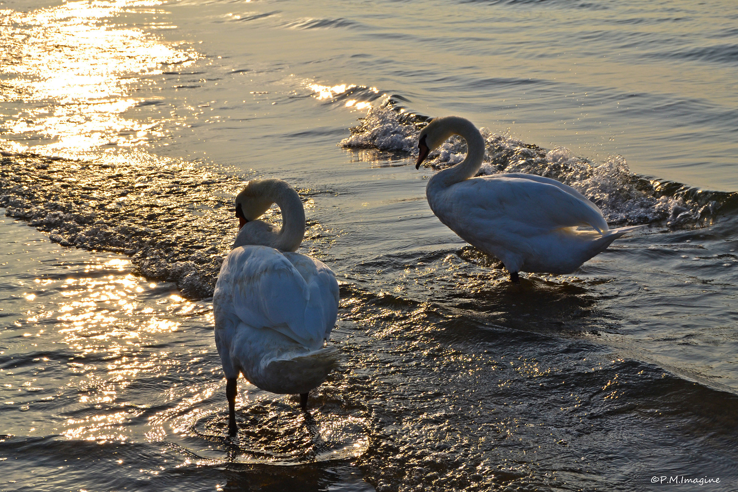 Cigni al mare