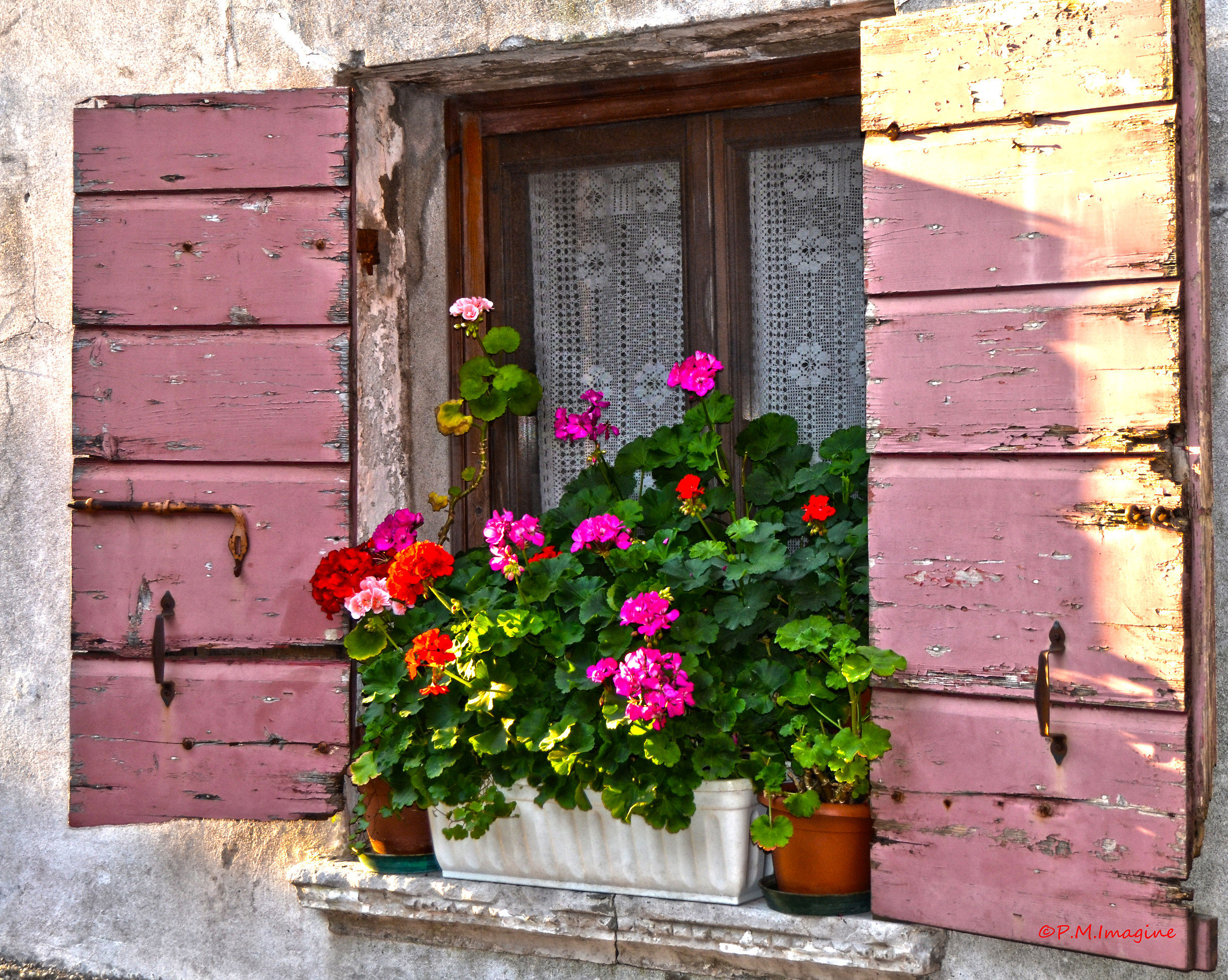 Flower in the window