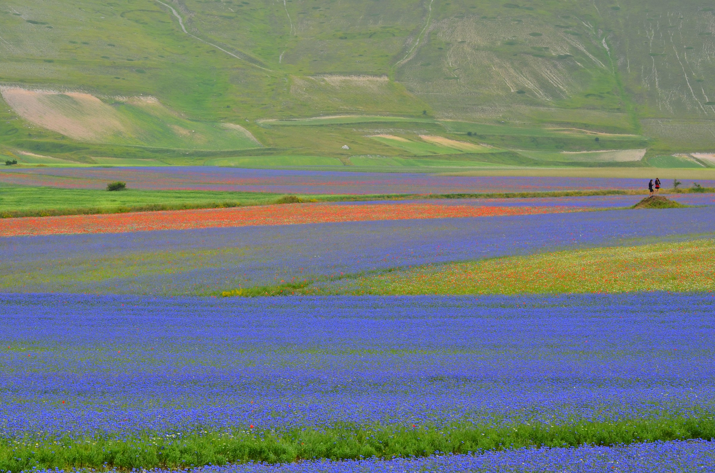 Sul cucuzzolo.......