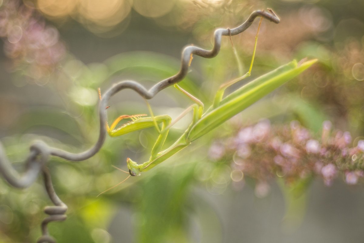 La Spirale della Guerra...