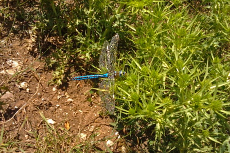 Ischnura elegans...al volo !!!