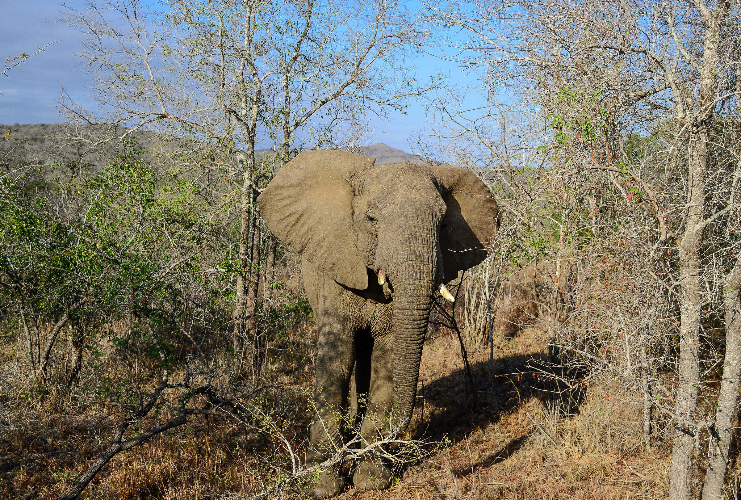 Elephant Reserve Hluhluwe-Imfolozi, is approaching