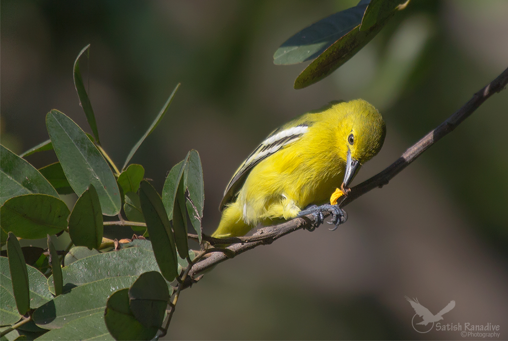 Commom Iora con la preda.