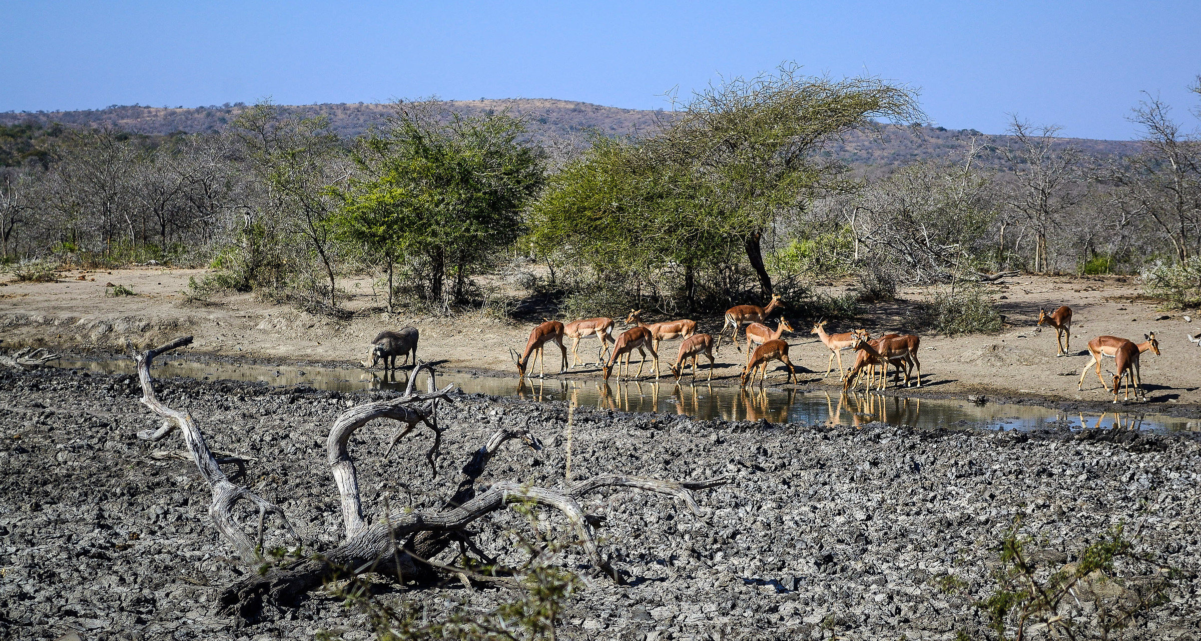 Reserve Hluhluwe-Imfolozi South Afica .... drought '