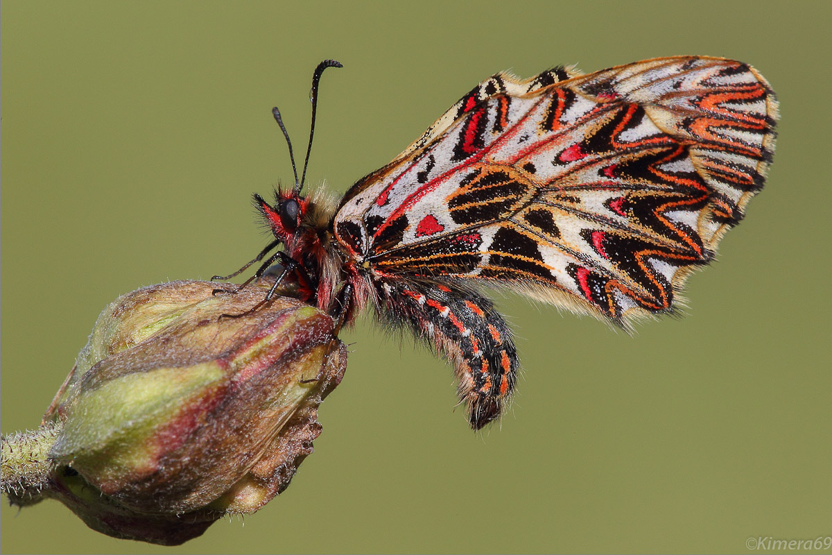 Zerinthia cassandra - male -