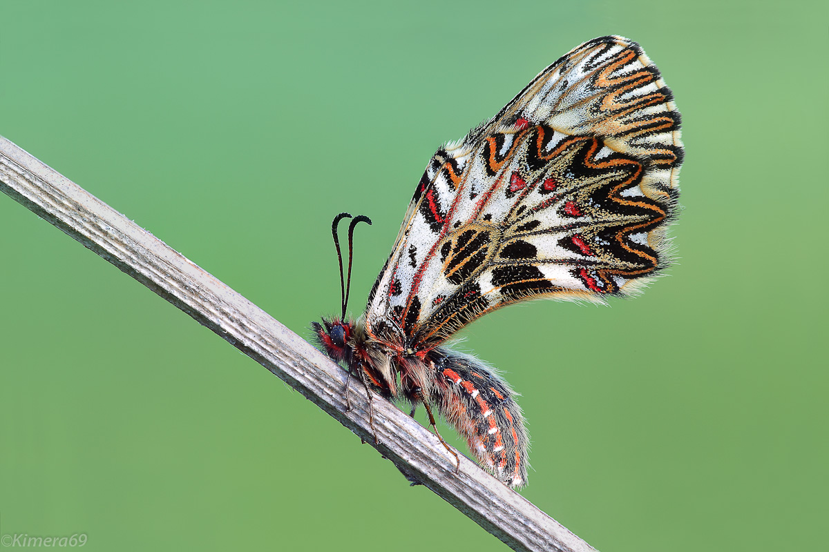 Zerinthia cassandra - female -