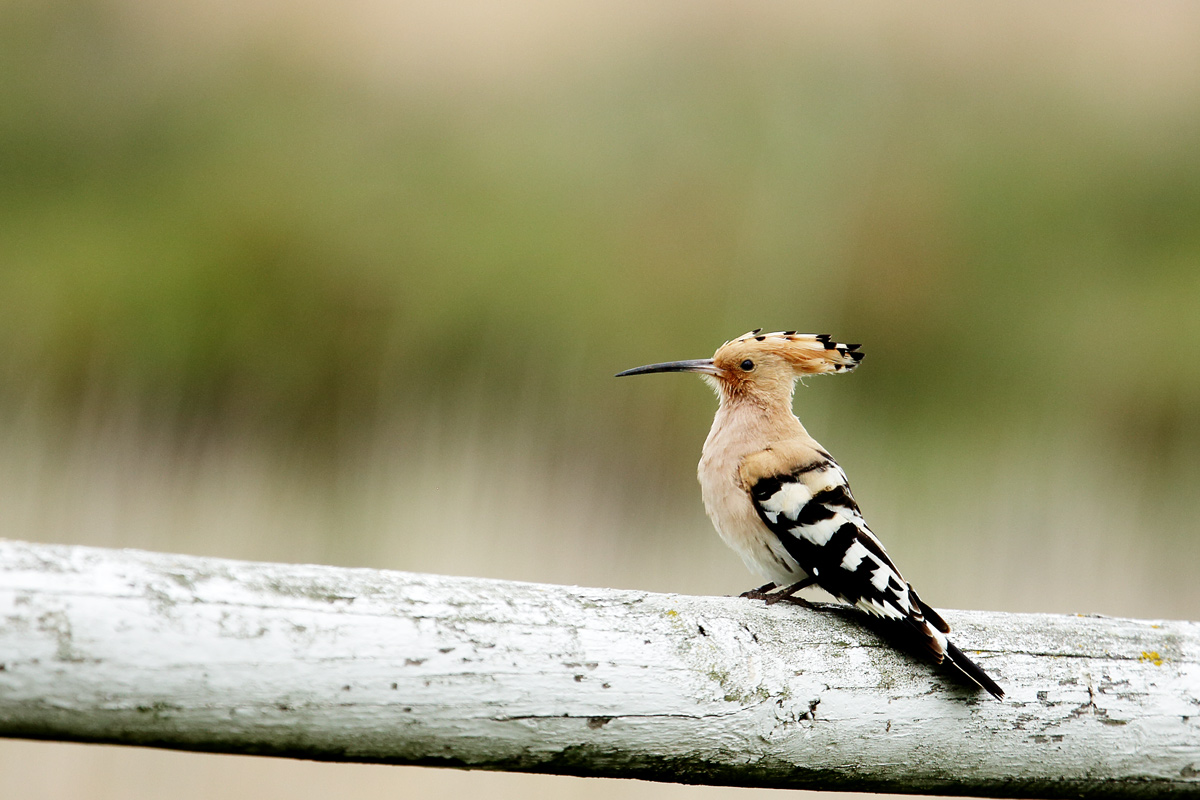 Hoopoe